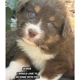 Jasper - Red tri-color female Australian Shepherd puppy in Bethany, Connecticut from Wynter Thyme Manor Australian shepherds