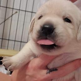 Labrador Retriever Puppies from Texas Finest English Labradors