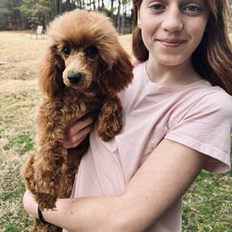 Willow - Poodle