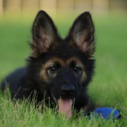 German Shepherd Puppies from Howixx German Shepherds