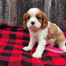 Bella - Blenheim female Cavalier King Charles Spaniel puppy in Preston, Maryland from Katie's Pups