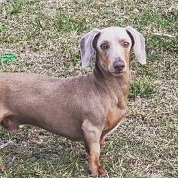 Harrison - Dachshund