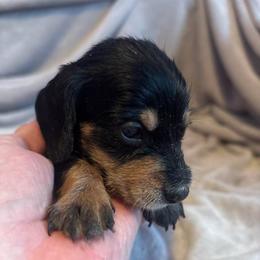 Billy Silky Wire - Black and tan male Dachshund puppy in Argos, Indiana from TKO Doxies