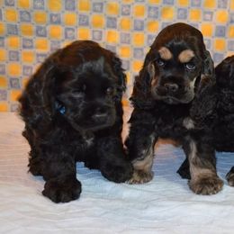 Cocker Spaniel Puppies from Cocker Paradise
