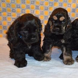 Cocker Spaniel Puppies from Cocker Paradise