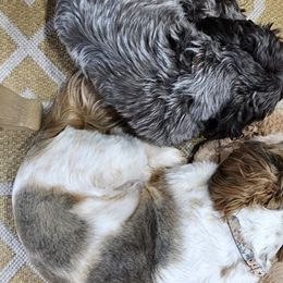 Shih Tzus from Dancing Sun Breeding