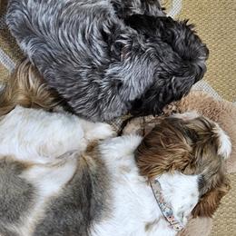 Shih Tzus from Dancing Sun Breeding