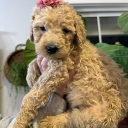 Sweet Pea - Apricot female Goldendoodle puppy in Social Circle, Georgia from Poppiedoodle Farms