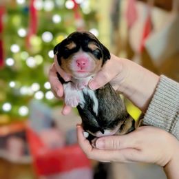Blitzen - Sable female Bernedoodle puppy in Beaumont, Texas from Joy's Dood Ranch