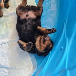 Rottweiler Puppies from A & Y Guardian Rottweiler
