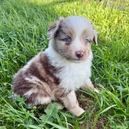 Bronze - Red merle male Miniature Australian Shepherd puppy in Gatesville, Texas from Southern Promise Aussie’s