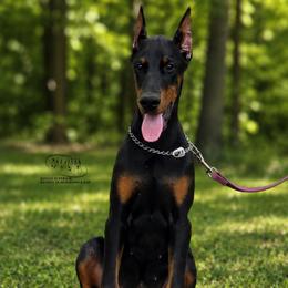 Mia - Black and rust female Doberman Pinscher puppy in China Township, Michigan from Snell's Superior Kennel Dobermann & GSP