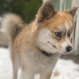 Eva - Pomsky