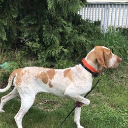 Bracco Italianos from Bracco Dynasty