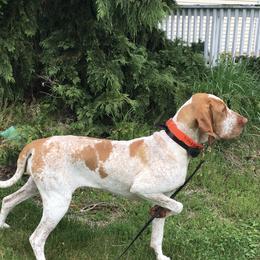Bracco Italianos from Bracco Dynasty
