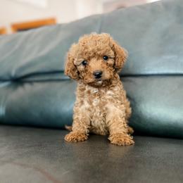 Sunny - Red female Cavapoo puppy in Saint George, Utah from Fitzdoodles