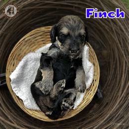 Finch - Sable male Bernedoodle puppy in Banner Elk, North Carolina from Walnut Tree Bernedoodles