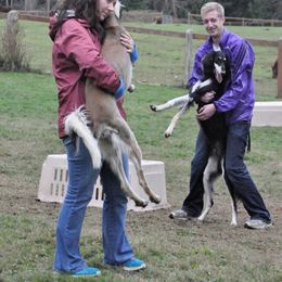 Saluki Puppies from Kushiel Salukis