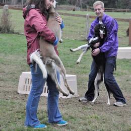 Saluki Puppies from Kushiel Salukis