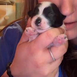 Hopper - Piebald male Morkie puppy in Aliquippa, Pennsylvania from The Morkie Mom
