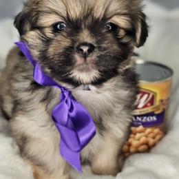 Garbanzo Bean - Sable male Tibetan Spaniel puppy in Vancouver, Washington from Trillium Tibetan Spaniels