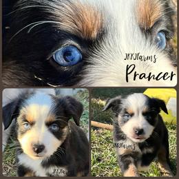 (6) Prancer, BTF - Red merle female Miniature American Shepherd puppy in Huntington, Texas from JKKJ Farms