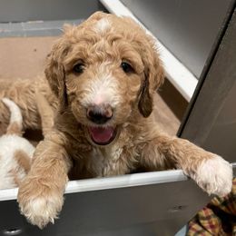 Goldendoodle Puppies from Denise Pound