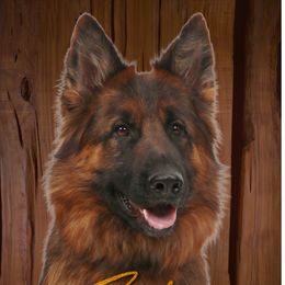 Zeder - German Shepherd