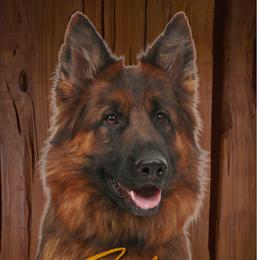 Zeder - German Shepherd