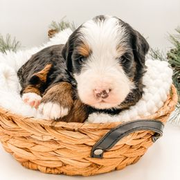 Turkey - Tri-color male Bernedoodle puppy in Hudson, Indiana from TurkeyCreek-K9