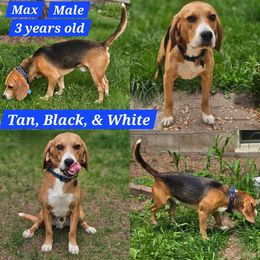 Beagle puppies from Nse Farms Beagles