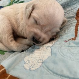Golden Retriever Puppies from English Cream Goldens in Georgia