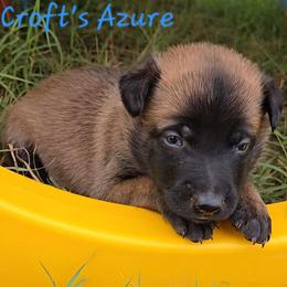 Croft's Azure - Mahogany female Belgian Malinois puppy in Berry, Alabama from North River k9
