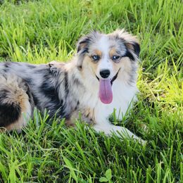 Juju - Australian Shepherd