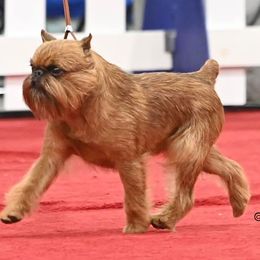 Airedale Terriers and Brussels Griffons from JOVAL Kennel