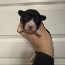 Zoey- AKC fluffy female - Black and tan female Pembroke Welsh Corgi puppy in Red Bluff, California from Wilder Ranch Corgis