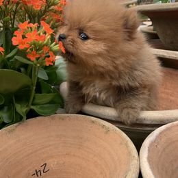 Pomeranian Puppies from Pursell Pomeranians