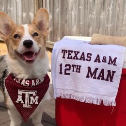 American Corgis from Vacaloca Corgis