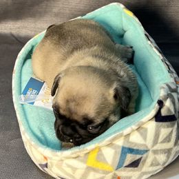French Bulldog Puppies from Stratton Kennel