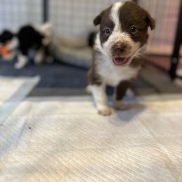 Border Collie Puppies from RSR Border collies