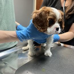 Male 1 - Blenheim male Cavalier King Charles Spaniel puppy in Chattanooga, Tennessee from Oodles of Cuties!