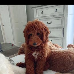 Goldendoodle Puppies from The Doodle House