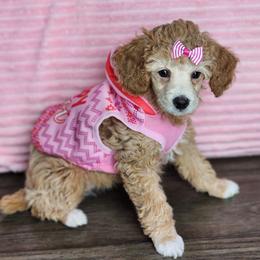 Snowball - Apricot female Poodle puppy in Hoagland, Indiana from Kandyland Kennels