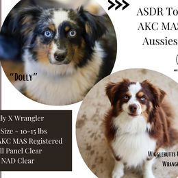 Toy Australian Shepherd puppies from TK Standard, Mini, & Toy Aussies