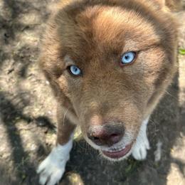 Eskie - Red and white female Siberian Husky puppy in London, Ohio from Rose Trail Siberian’s