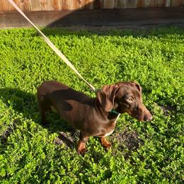 Bunny - Dachshund