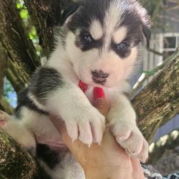 Thunder - Black and white male Siberian Husky puppy in Springfield, Massachusetts from 16acreshuskies