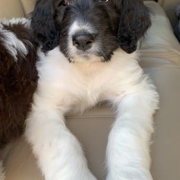Bernedoodle Puppies from White Oak