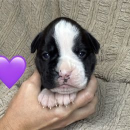 Purple female - Brindle female Boxer puppy in Mooresboro, North Carolina from Echo Hollow Boxers