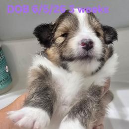 LITTLE Jonah - Sable and white male Shetland Sheepdog puppy in Houston, Texas from LaLa's Lilliputian Lassies
